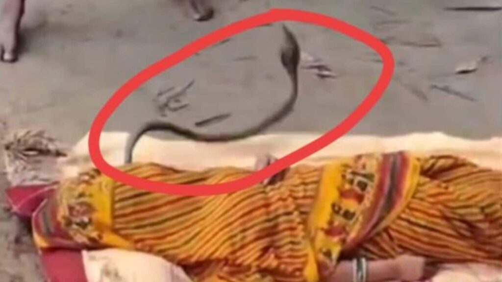 Shocking Incident: Cobra Bites Woman in Bihar, Villagers Resort to Exorcism Instead of Medical Help