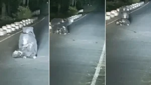 A Mother’s Grief on the Highway: Heartbreaking Moment Mama Bear Tries to Save Injured Cub in Madhya Pradesh
