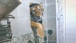 Viral Bathroom Shocker: Tiger Tries to Leap Into Indian Man’s Shower