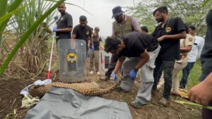 Pune: Leopard Rescued From A Hunting Foot Trap In Daund Taluka 