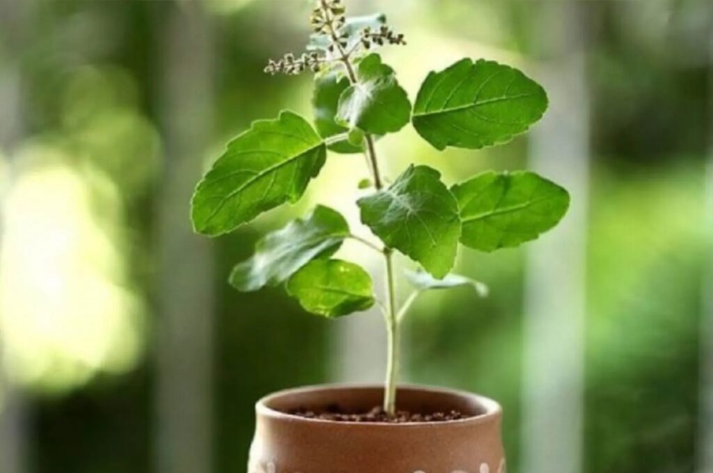 Tulsi Found to Cut Stress Hormone Levels by 36% in Just in just eight weeks, Study Shows