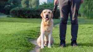 Thinking of Bringing a Dog Home? Here’s What You Should Know First