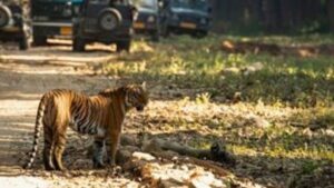 Ranthambore Tiger Safari Horror: Guide Leaves Tourists Stranded in Tiger-Infested Jungle for 90 Minutes