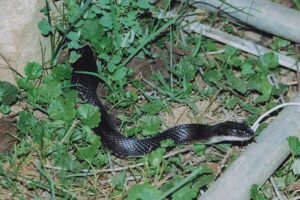 How to Identify Snake Holes (Burrows) in Your Backyard