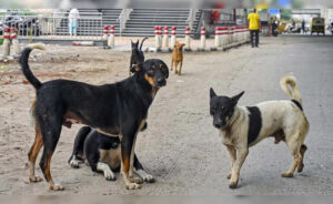 "Can't Create Horror": Supreme Court's Big Stray Dogs Order Challenged