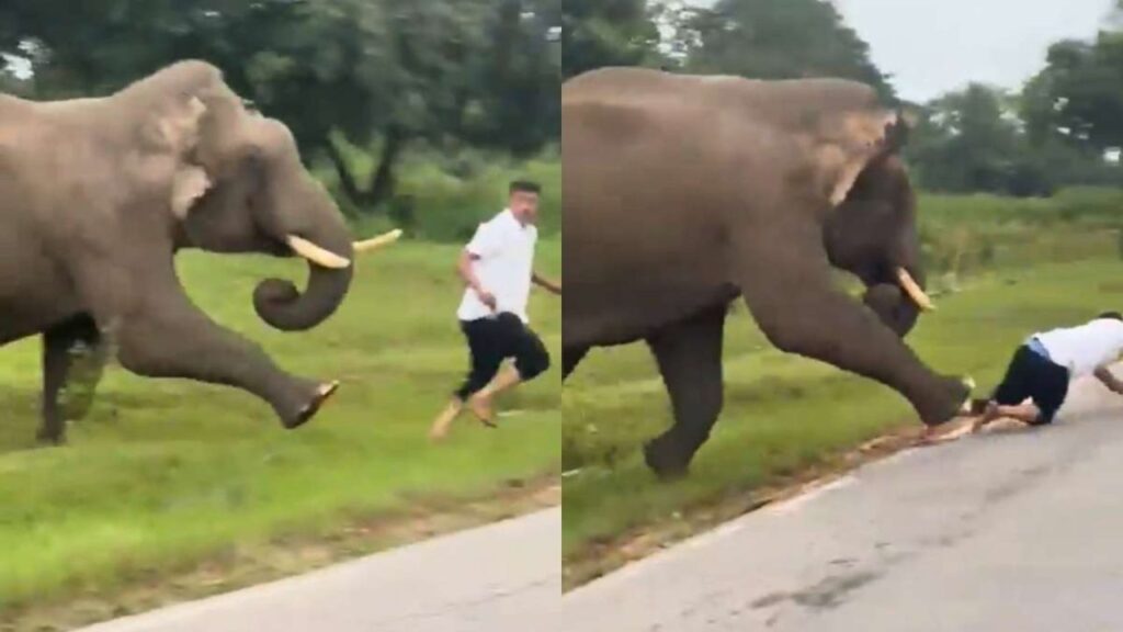 Video: Tourist Survives After Elephant Charges, Knocks Down and Pins Him in Karnataka’s Bandipur Tiger Reserve