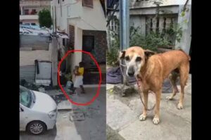 Shocking Cruelty In Pune: Man Booked For Sexually Abusing Female Stray Dog In Tingrenagar