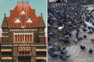 Bombay HC Orders Formation Of Expert Committee To Resolve Pigeon Feeding Dispute In Pune