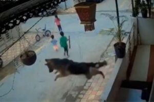Viral Video: Brave German Shepherd Jumps from Balcony to Protect Kids from Stray Dog, Internet Applauds