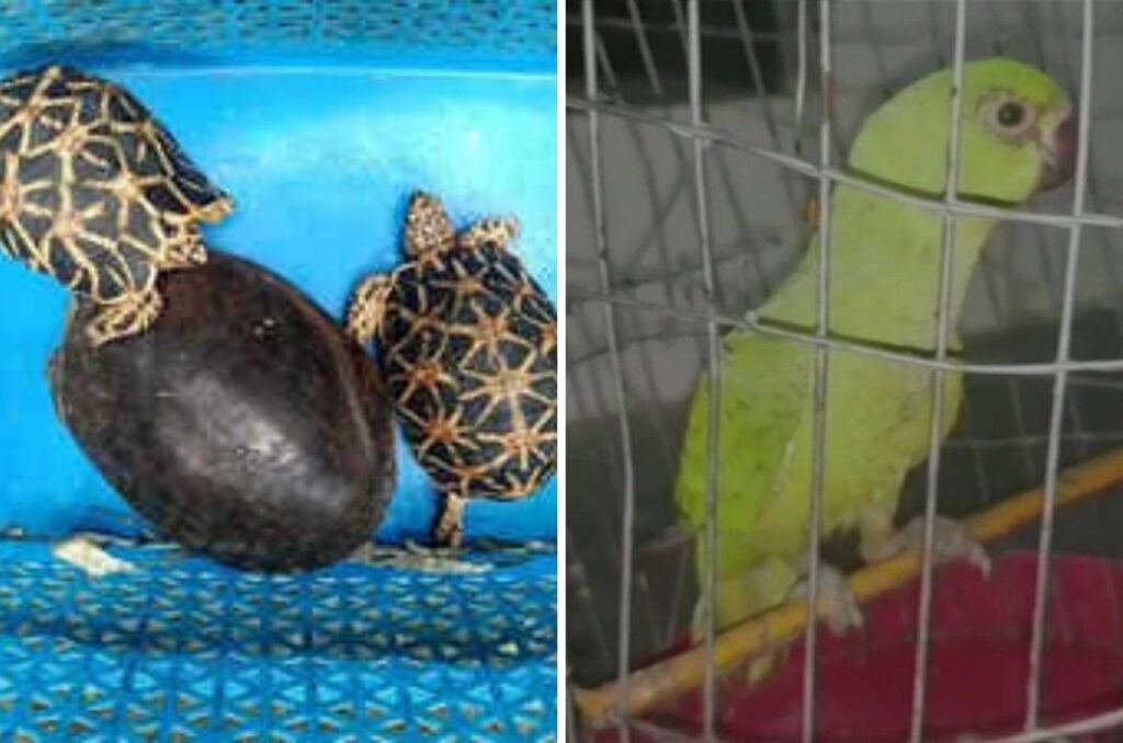 Over 200 Protected Birds, Reptiles Rescued in Major Wildlife Trafficking Bust at Mumbai’s Crawford Market