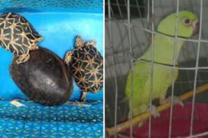 Over 200 Protected Birds, Reptiles Rescued in Major Wildlife Trafficking Bust at Mumbai’s Crawford Market