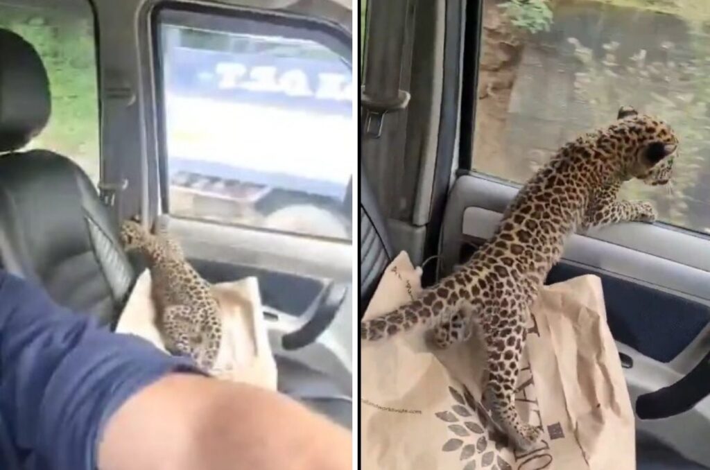 Lost Leopard Cub in Himachal to Be Reunited with Mother After Viral Car Ride