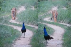 Wildlife Magic! Tiger and Peacock Spotted Together in Serene Forest Walk