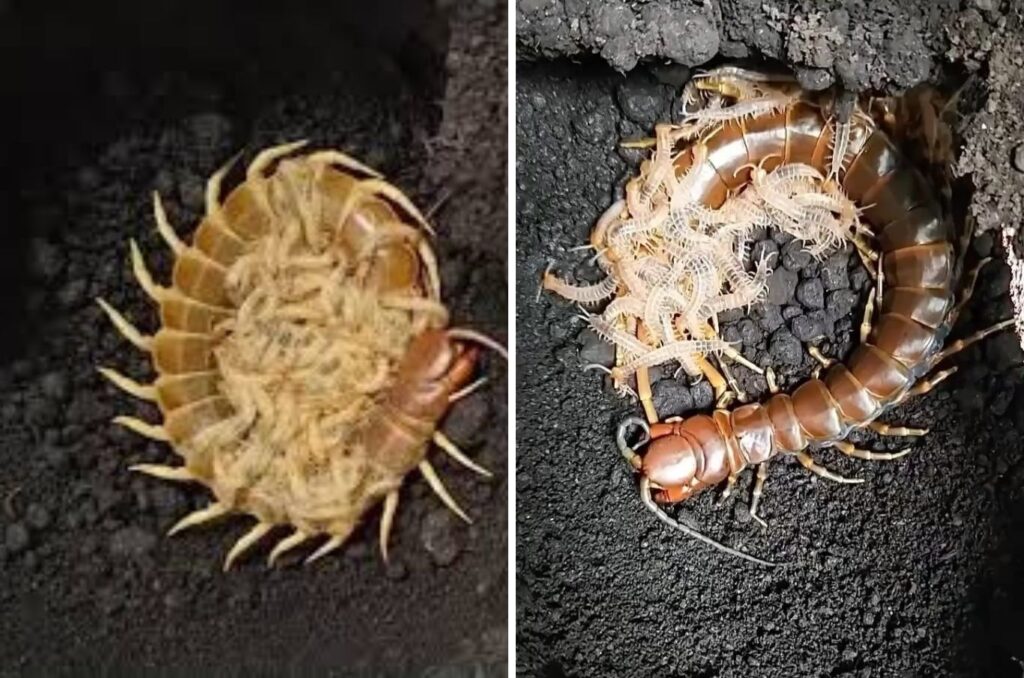 Nature's Unluckiest Mother: Centipede That Is Eaten Alive by Its Own Babies