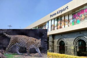 Pune: Modified Pipe-Like Cages Installed To Trap Leopard At Airport