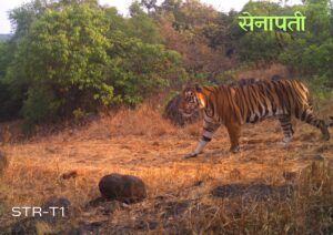 Kolhapur: Sahyadri Tigers Given Popular Names; ‘Senapati’, ‘Subedar’ and ‘Baji’