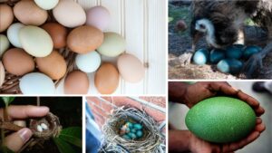 8 Birds That Lay Surprisingly Colourful Eggs