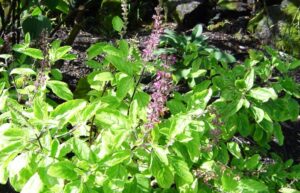 Why Chewing 3–4 Tulsi Leaves on an Empty Stomach Can Be a Game-Changer for Your Health