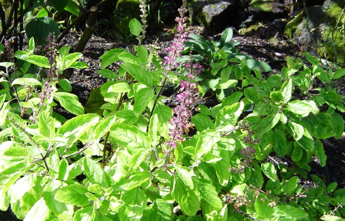 Why Chewing 3–4 Tulsi Leaves on an Empty Stomach Can Be a Game-Changer for Your Health