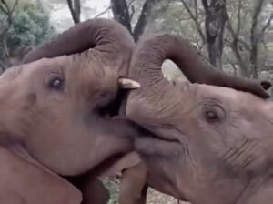 Baby elephants melt hearts with ‘kiss’ in viral video, showcasing pure sibling love