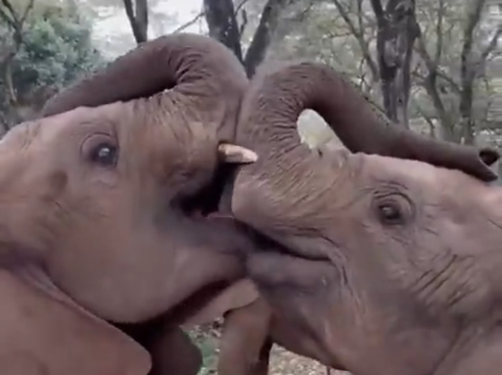 Baby elephants melt hearts with ‘kiss’ in viral video, showcasing pure sibling love