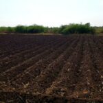 Simple Methods to Restore Tired Soil and Boost Plant Health Naturally