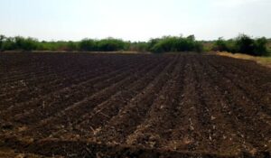 Simple Methods to Restore Tired Soil and Boost Plant Health Naturally