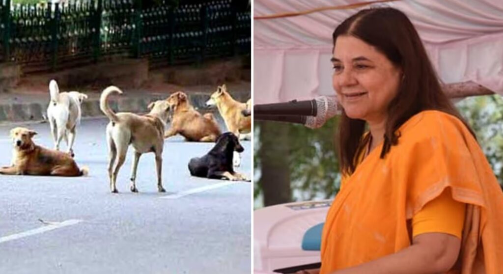 Delhi’s Stray Dog Crisis: Maneka Gandhi Blames MCD for Rising Bites
