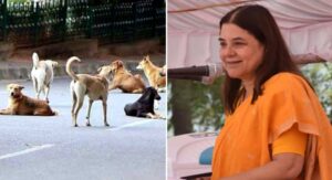 Delhi’s Stray Dog Crisis: Maneka Gandhi Blames MCD for Rising Bites
