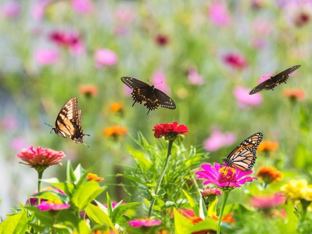 Five-ways-to-attract-butterflies-to-your-garden-on-Thursd