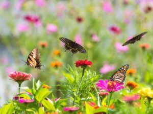 Five-ways-to-attract-butterflies-to-your-garden-on-Thursd