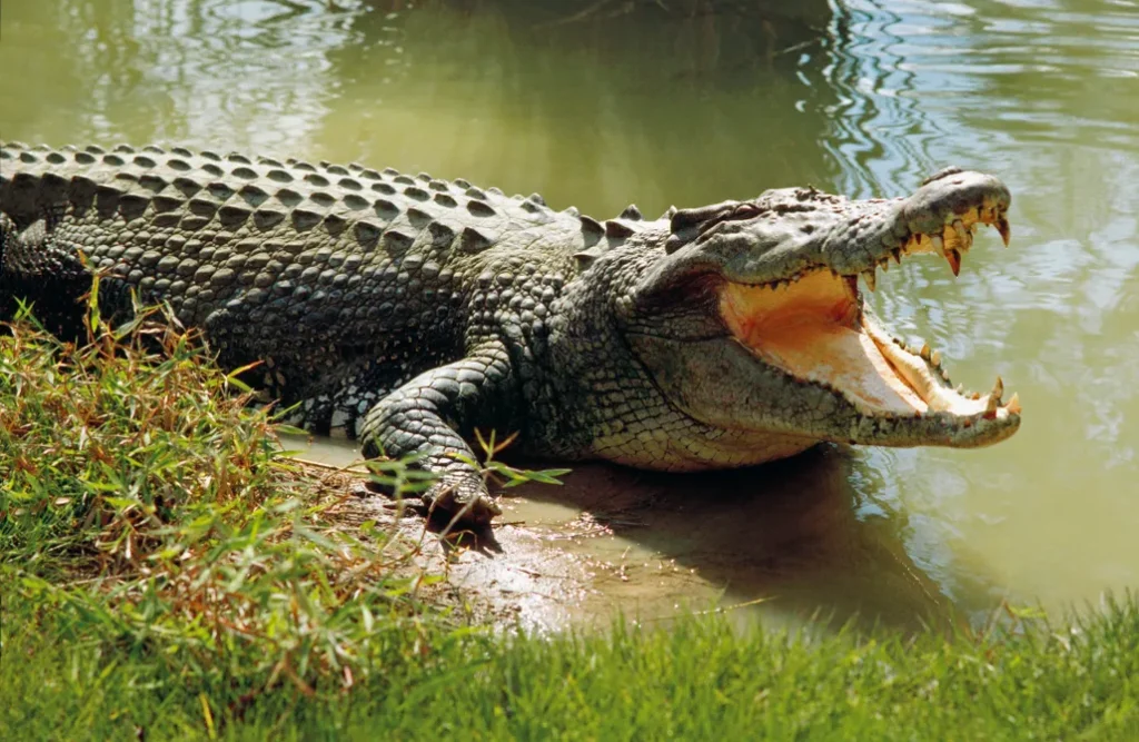 Do Crocodiles Really Cry? The Surprising Truth Behind “Magarmachh Ke Aansu”