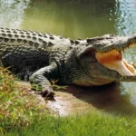 Do Crocodiles Really Cry? The Surprising Truth Behind “Magarmachh Ke Aansu”