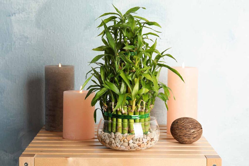 Why Every Home Should Have a Bamboo Plant: Benefits, Positivity, and Feng Shui Secrets