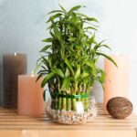 Why Every Home Should Have a Bamboo Plant: Benefits, Positivity, and Feng Shui Secrets