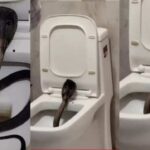 Video: Cobra Found in Hotel Toilet Shocks Tourists in Ajmer