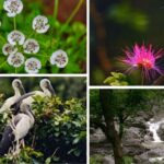 Maharashtra: 5 Scenic Spots from Karnala to Malshej Ghat Where Hills, Forests, and Plateaus Burst Into Color
