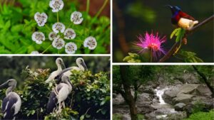 Maharashtra: 5 Scenic Spots from Karnala to Malshej Ghat Where Hills, Forests, and Plateaus Burst Into Color