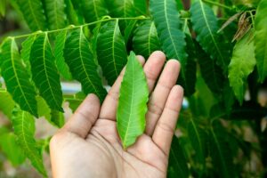 Neem and Jaggery: A Daily Health Nectar Backed by Ayurveda
