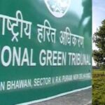 Pune Environmental Crisis: NGT Admits Petition, PMC Report Reveals 13 Tree Species Locally Extinct