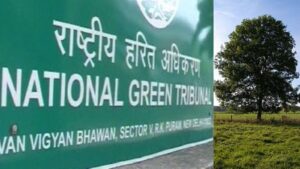 Pune Environmental Crisis: NGT Admits Petition, PMC Report Reveals 13 Tree Species Locally Extinct