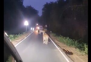 Video from Tadoba Safari: Tigress’s Cubs Halt Traffic, Thrill Tourists