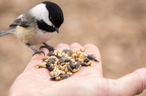 Feeding Birds: A Small Habit That Brings Quiet Balance to Everyday Life