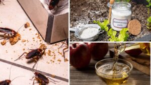 Tired of Cockroaches in Your Kitchen? Here’s How to Stop Them Naturally