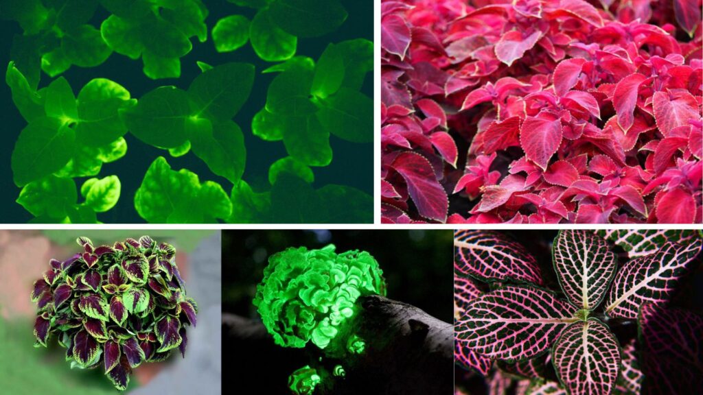 Top 10 Glowing Plants Around the World: Nature’s Most Radiant Wonders