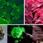 Top 10 Glowing Plants Around the World: Nature’s Most Radiant Wonders