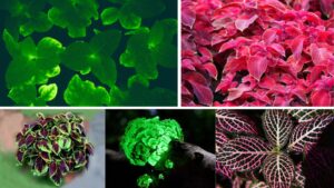 Top 10 Glowing Plants Around the World: Nature’s Most Radiant Wonders