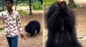Viral Video: Youth Feeds Cold Drink to Wild Bear for Social Media Reel, Forest Department Launches Probe