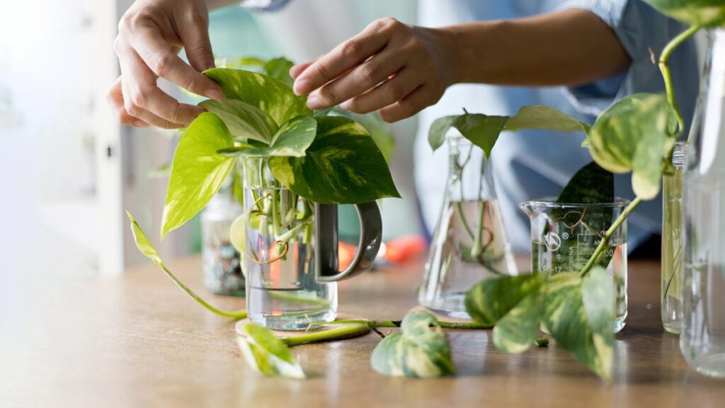 How to Grow a Healthy Money Plant in Water Using a Glass Bottle