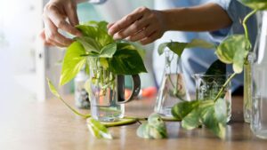 How to Grow a Healthy Money Plant in Water Using a Glass Bottle